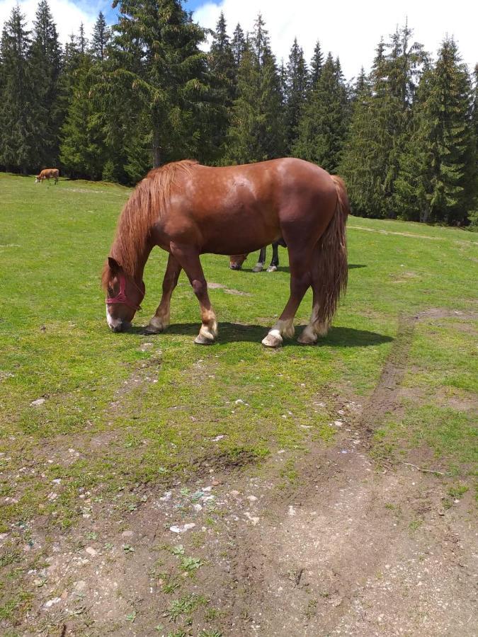Pensiunea Floare De Colt Beliş Buitenkant foto