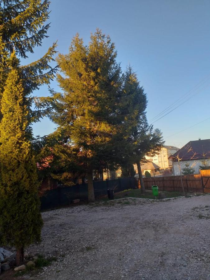 Pensiunea Floare De Colt Beliş Buitenkant foto
